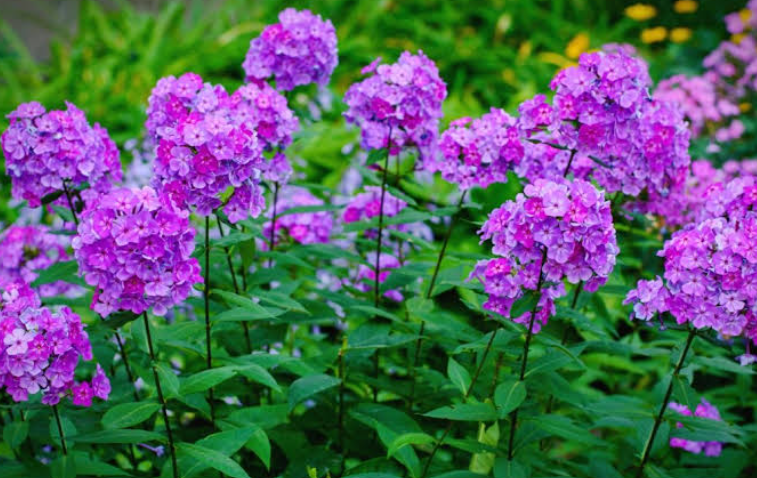 Fragrant Perennial Flowers in ohio garden