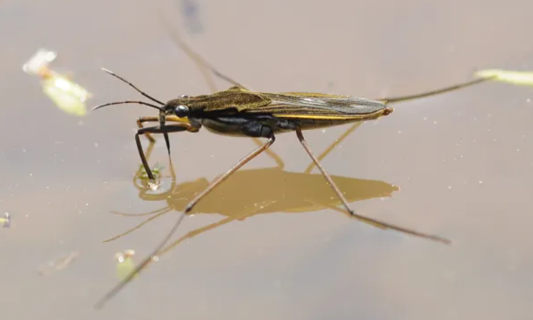 Insects That Come Out When It Rains
