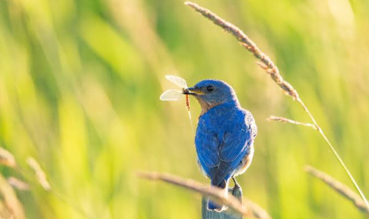 Birds That Eat Garden Pests In Ohio