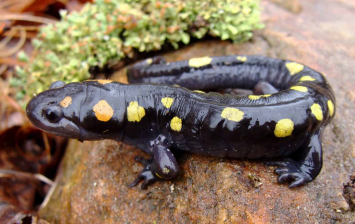 Animals That Live Under Rocks in florida