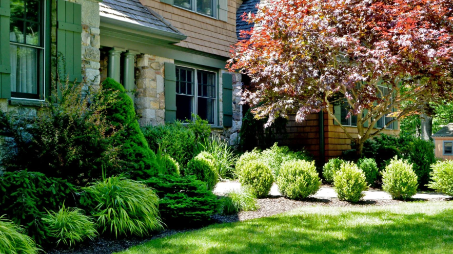 Foundation Plants
