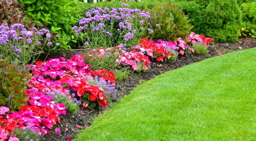 Perennial Plants for Borders