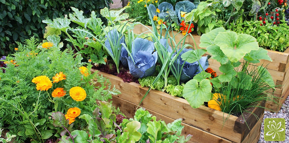 Vegetable Garden In Ontario