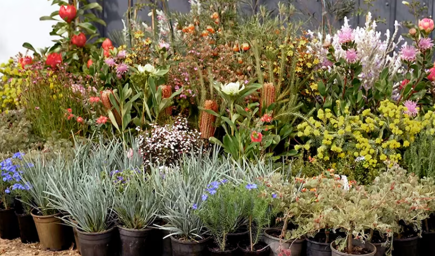 Australian native plants and flowers 