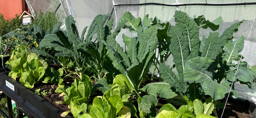 Kale in a garden in Australia