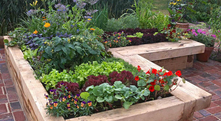 Vegetables in a raised Garden beds 