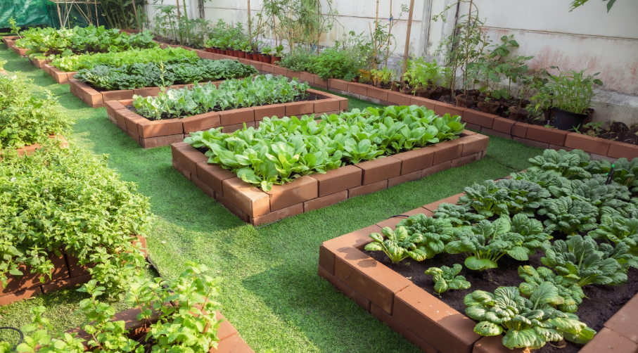 Kitchen Garden in Raised Beds in florida