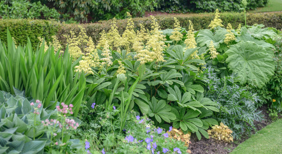 hardy flowers thriving in poor soil