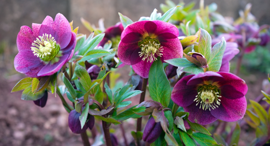 A shrub in Winter in Ohio