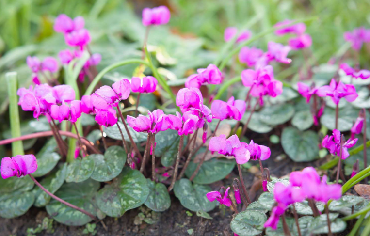 Perennial With Winter Blooms in a garden in Colorado