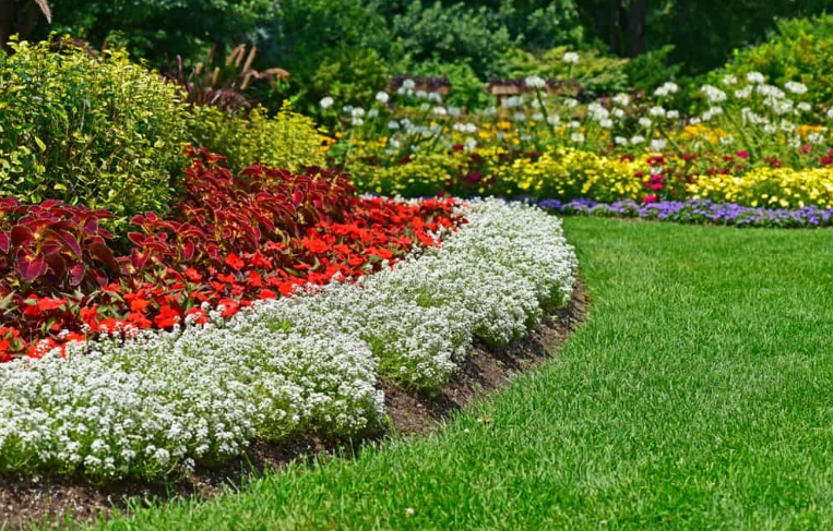 Best Plants for Borders or Edging