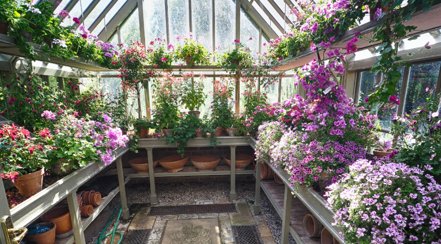 Flowers Growing Inside a Greenhouse in Florida