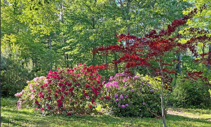 Shrub Thriving In Shade In Maine