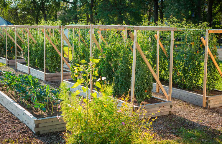 Vegetables On Trellis in Ohio