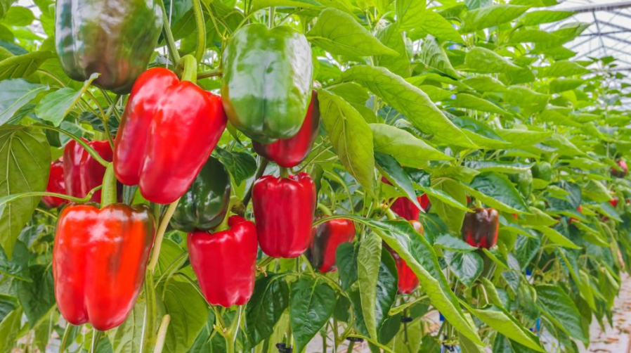 Indoor Hydroponic Garden in Florida