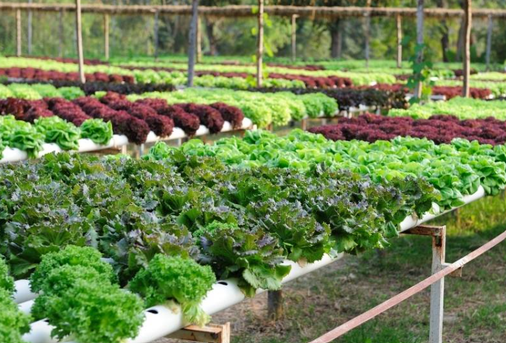 Outdoor Hydroponic Garden In Florida
