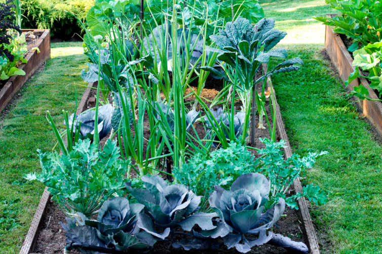 Vegetables that need nitrogen