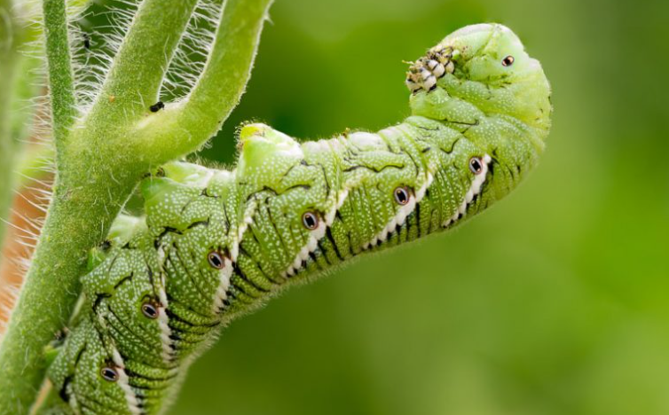 Tomato Hornworm, most common insect that eat tomato plants