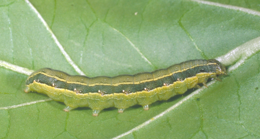 Beet armyworm, the most common tomato plant insect
