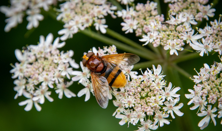 Bee, The Most Beneficial Insect In Gardens