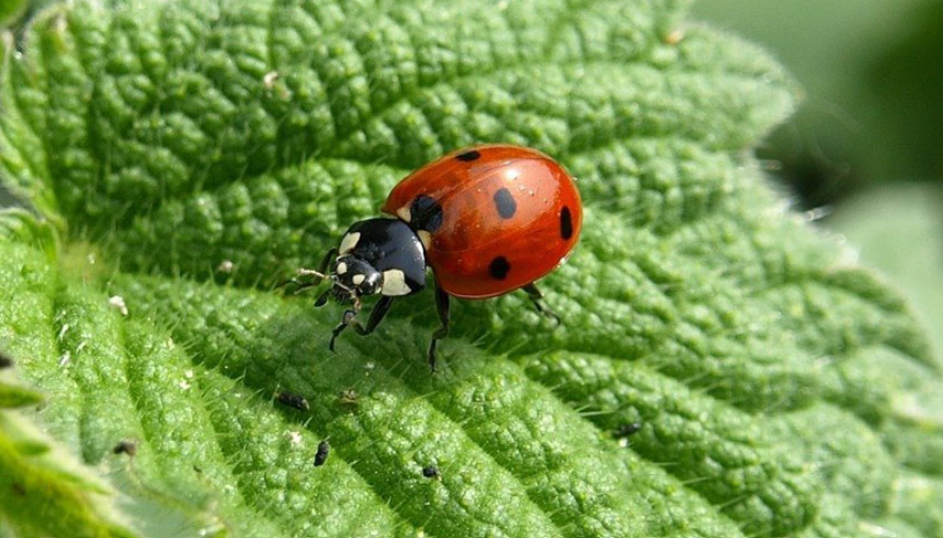 Ladybug, The Most Beneficial Insects In Gardens