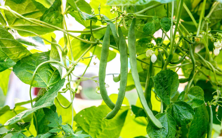 Beans That Grow on Vines 