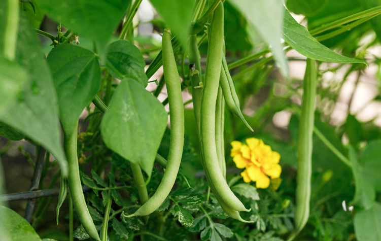 Beans That Grow on Vines