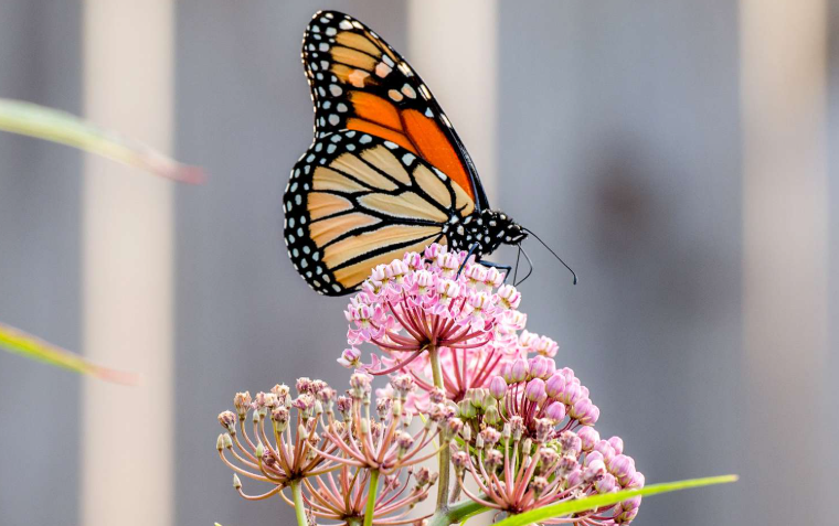 Milkweed, the most common Plant That Attract Monarch Butterflies
