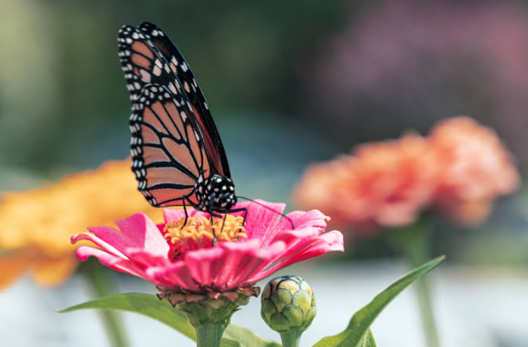 Butterfly on milkweed