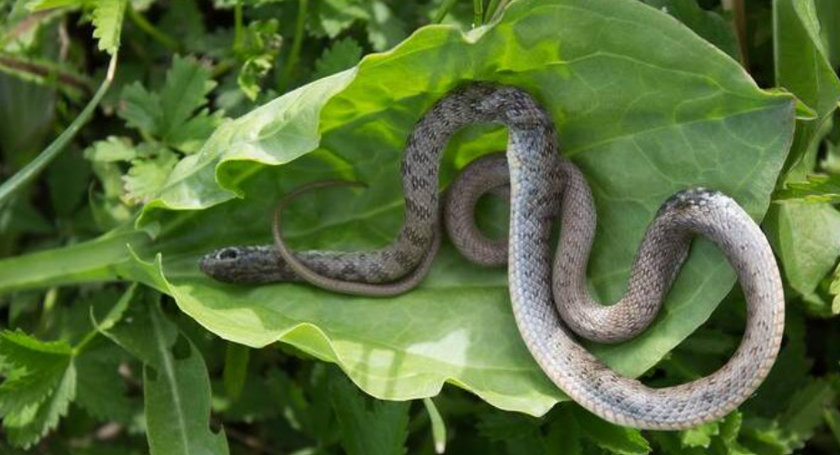 Snake resting In the Garden
