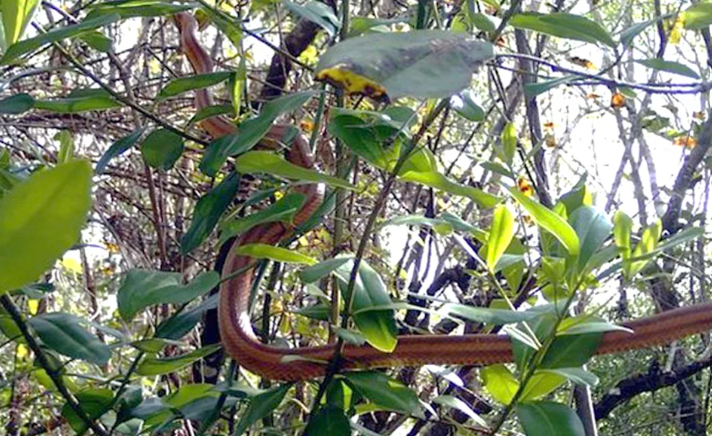 Snake Resting on a Garden plant