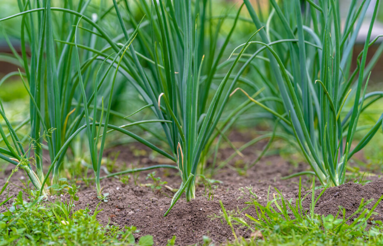 Spring Onion, the most common snake repellant plant