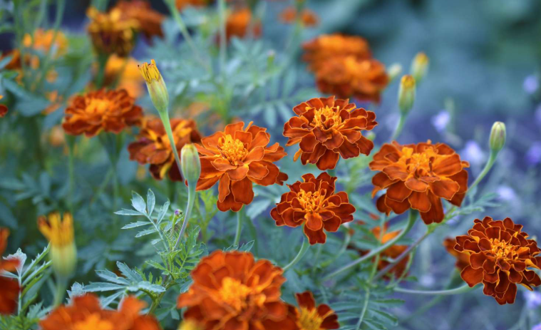 Bug-Repelling Plants 