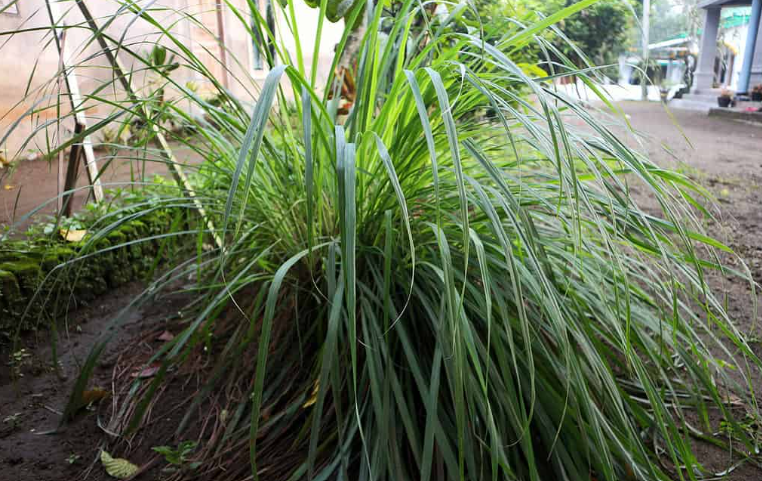 Citronella Grass in the garden, the most insect repellant plant
