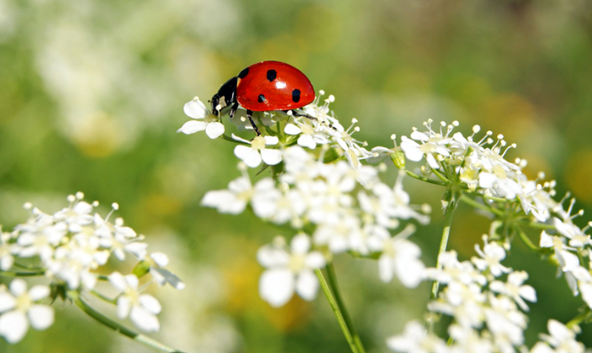 Ladybug on a garden plant in texas