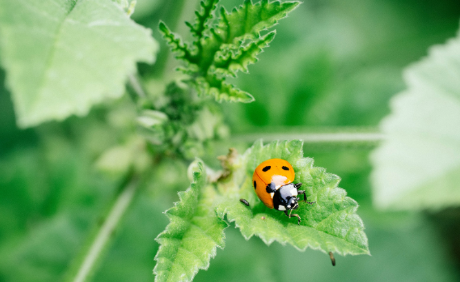 Ladybug on a Garden Plant