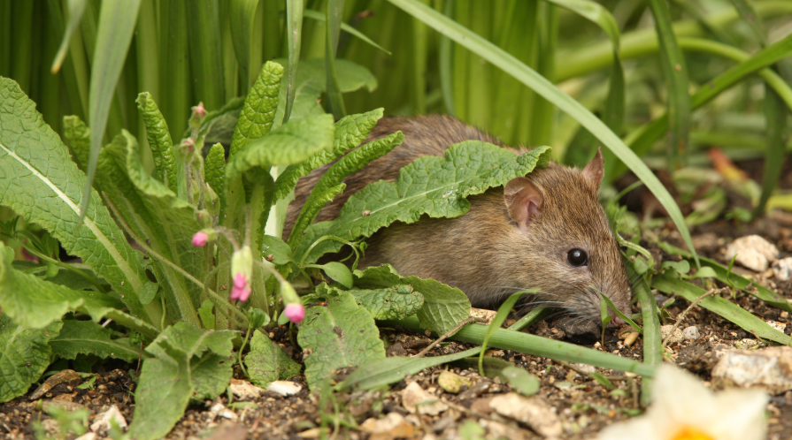 Rats in the yard