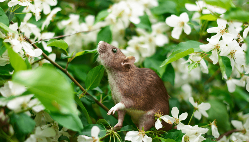 Rat in the yard