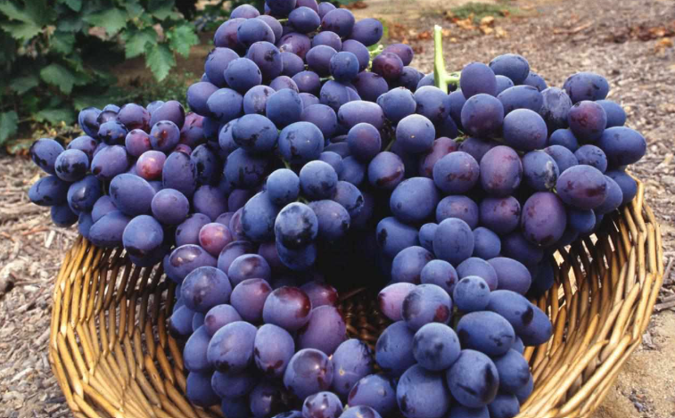 Harvested Purple Grapes
