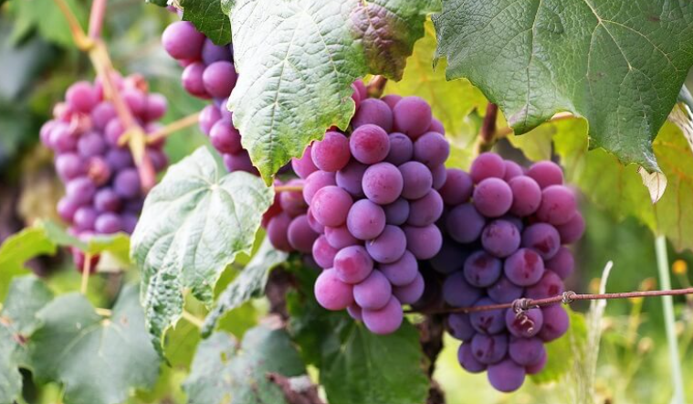 Red Grapes in California