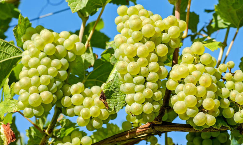 Green Grapes in Florida