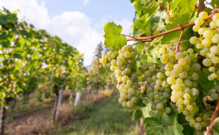 White Grapes In Florida