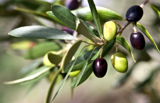 Olives in an Italian Garden