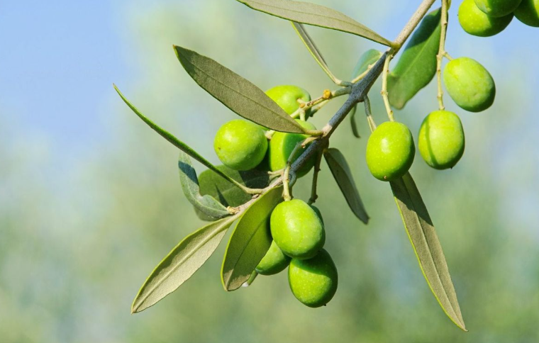 Green Olives