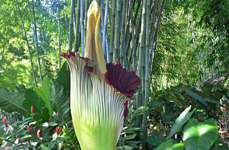Titan arum, corpse flower, worst smelling flower in the world