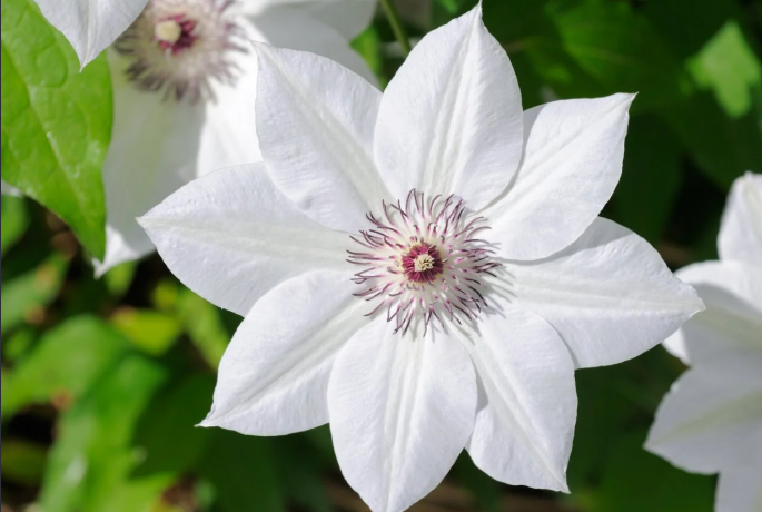 Flowers With White Centers