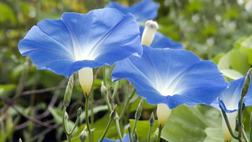 Morning Glory, the Blue and White Flower