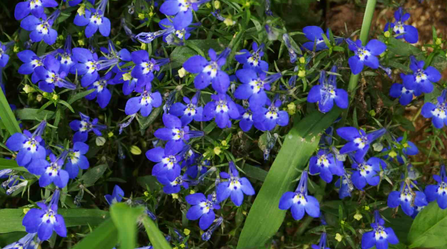 Delphinium (Delphinium), Blue and White Flower