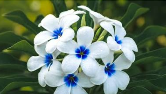 Flower With Blue Centers