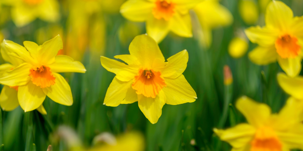 Daffodil in the yard